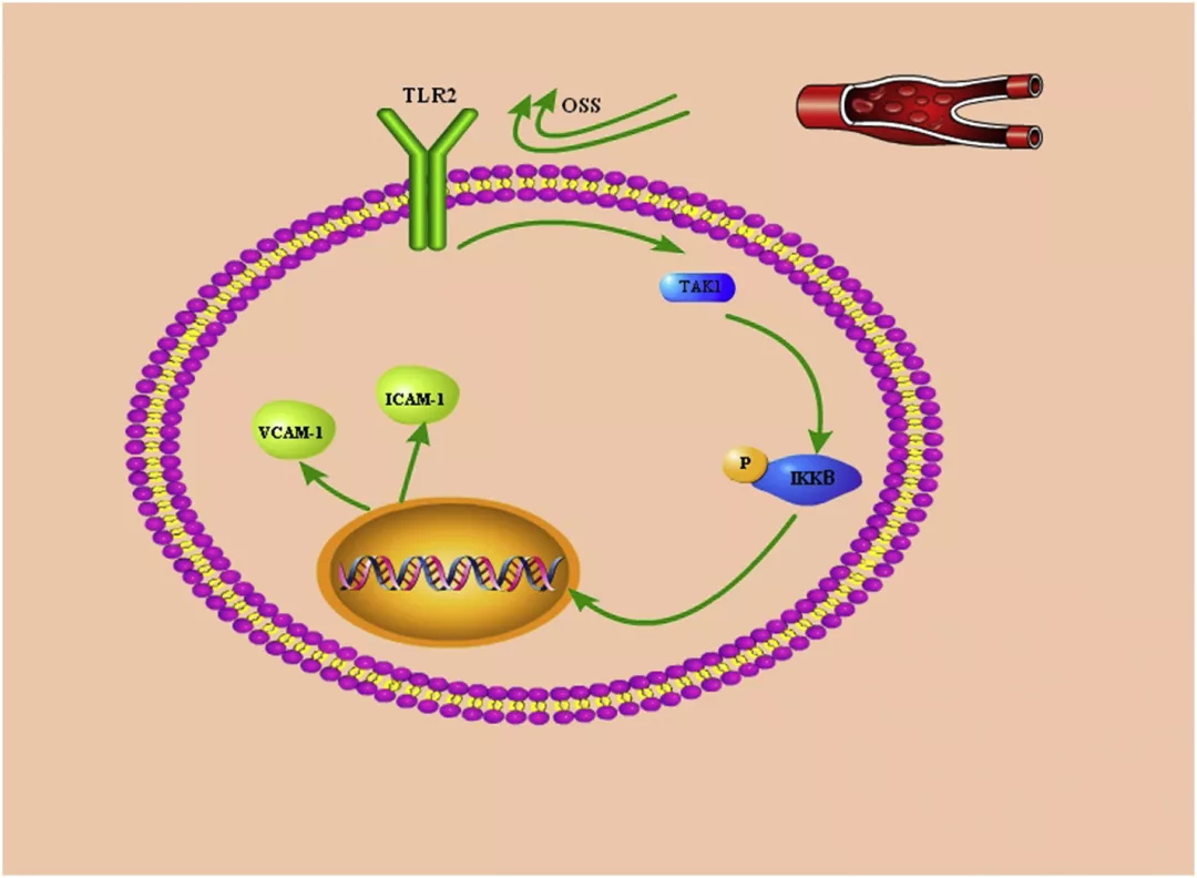振蕩流通過 HUVECs 中的 TLR2-TAK1-IKK2 信號通路促進炎癥反應