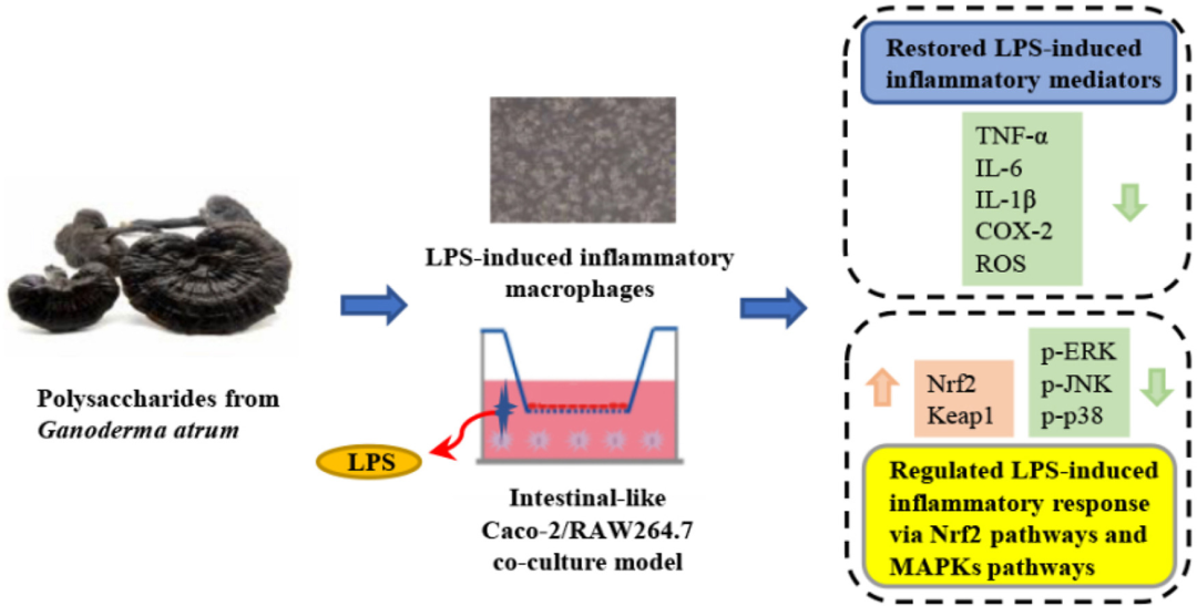 靈芝多糖對(duì) LPS 誘導(dǎo)的炎癥巨噬細(xì)胞模型及腸樣 Caco-2/巨噬細(xì)胞共培養(yǎng)炎癥模型的調(diào)控作用