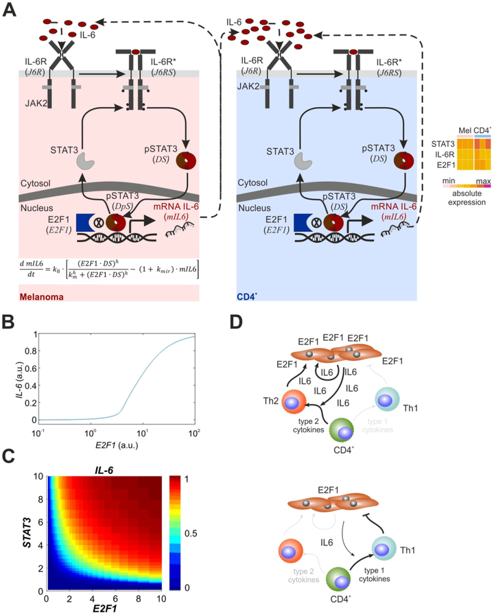 E2F1 誘導(dǎo)的自分泌 IL-6 炎癥循環(huán)介導(dǎo)癌癥免疫串?dāng)_，可預(yù)測(cè)T細(xì)胞表型轉(zhuǎn)換和治療反應(yīng)
