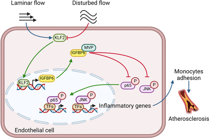 內(nèi)皮胰島素樣生長因子結(jié)合蛋白6（IGFBP6）抑制血管炎癥和動(dòng)脈粥樣硬化