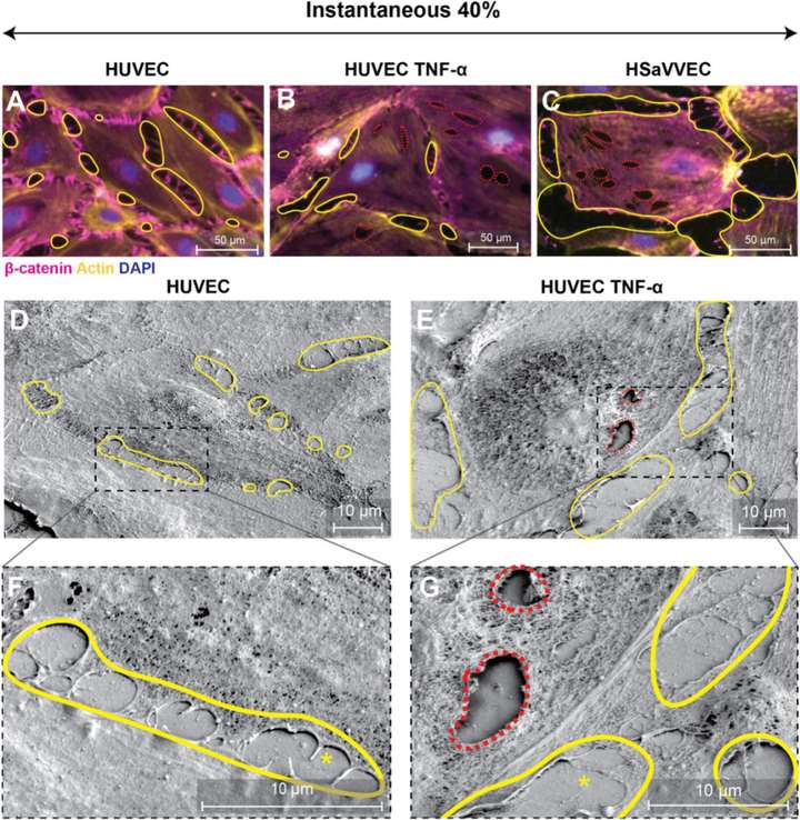 拉伸誘導(dǎo)的內(nèi)皮細(xì)胞單層損傷