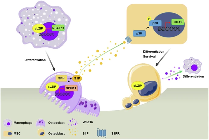 人亮氨酸拉鏈蛋白（sLZIP）通過調(diào)節(jié)成骨細(xì)胞和破骨細(xì)胞之間的串?dāng)_作為骨重塑的關(guān)鍵調(diào)節(jié)因子