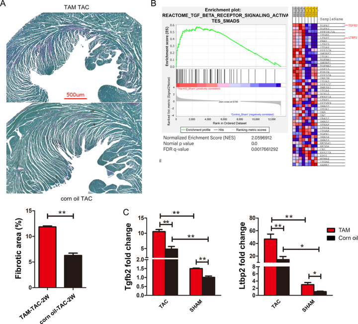 Trbp 通過 TGF-β 通路介導(dǎo)的心肌細(xì)胞和成纖維細(xì)胞之間的串?dāng)_抑制心臟纖維化