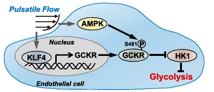 KLF4 和 AMPK 在內(nèi)皮細(xì)胞中脈動(dòng)切應(yīng)力抑制糖酵解過(guò)程中的作用