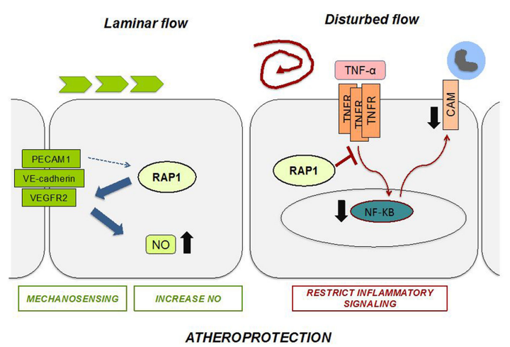 內(nèi)皮細(xì)胞中的 Rap1 可限制炎癥信號(hào)傳導(dǎo)，從而抑制動(dòng)脈粥樣硬化的進(jìn)展