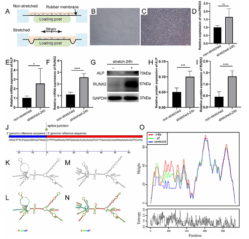 CircPRKD3/miR-6783-3p 響應(yīng)機(jī)械力促進(jìn)牽張狀態(tài)牙周膜干細(xì)胞成骨