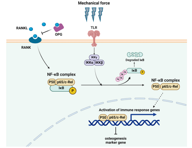 機(jī)械力應(yīng)力對人牙周膜細(xì)胞炎癥反應(yīng)的影響